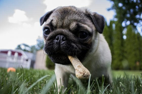 These 21 Adorable Reasons Are Why We're Adopting a Pug This Week Quotes   