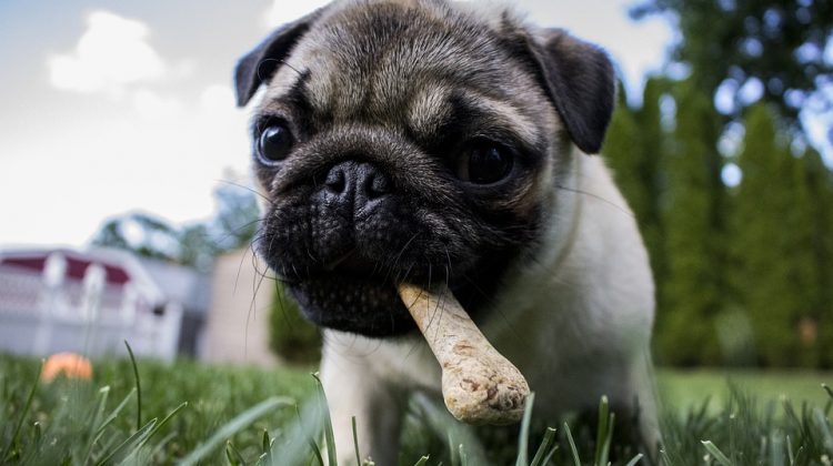 These 21 Adorable Reasons Are Why We're Adopting a Pug This Week Quotes   