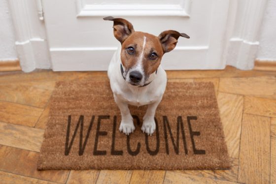 25 Easy Peasy Ways to Make Your Home More Pet-Friendly Quotes   