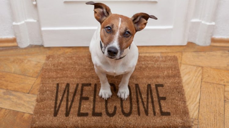 25 Easy Peasy Ways to Make Your Home More Pet-Friendly Quotes   