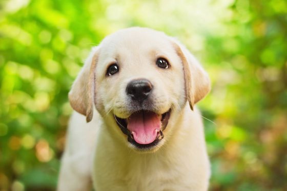 18 Amazing Excuses To Adopt a Labrador Quotes   