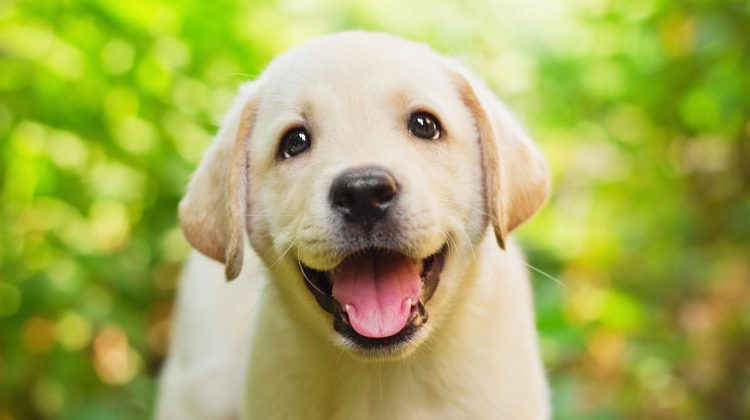 18 Amazing Excuses To Adopt a Labrador Quotes   