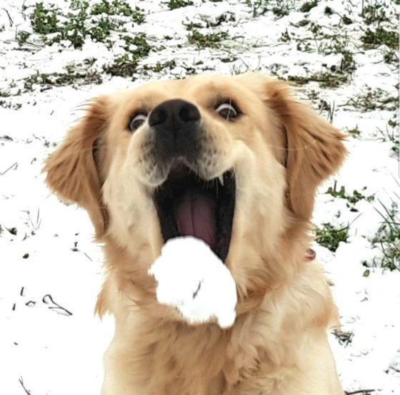 These Animals Have Amazing Reactions to Snow! Quotes   