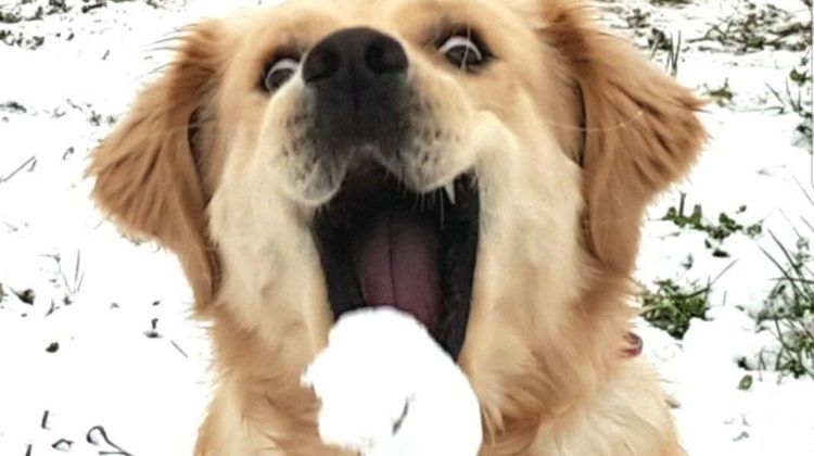 These Animals Have Amazing Reactions to Snow! Quotes   