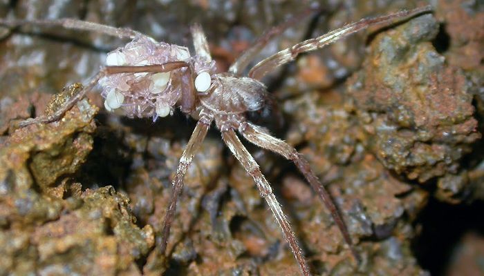 The 20 Most Freaky Spiders Ever! Quotes   