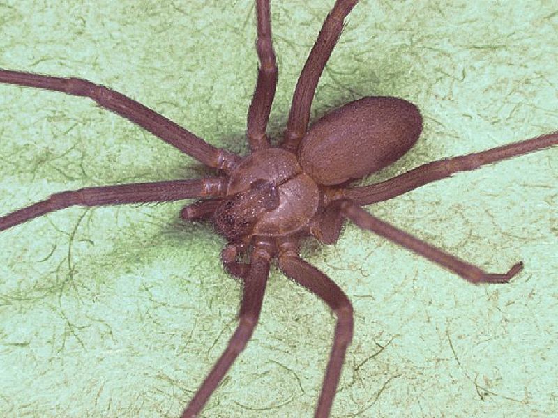 The 20 Most Freaky Spiders Ever! Quotes   