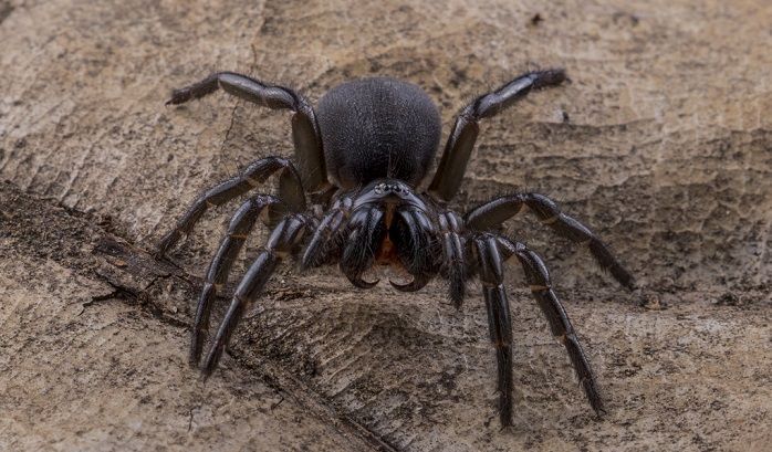 The 20 Most Freaky Spiders Ever! Quotes   