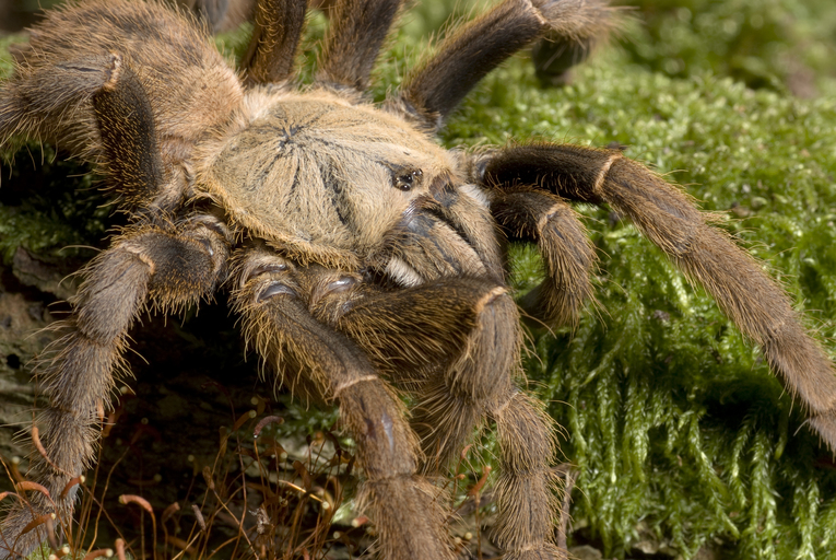 The 20 Most Freaky Spiders Ever! Quotes   