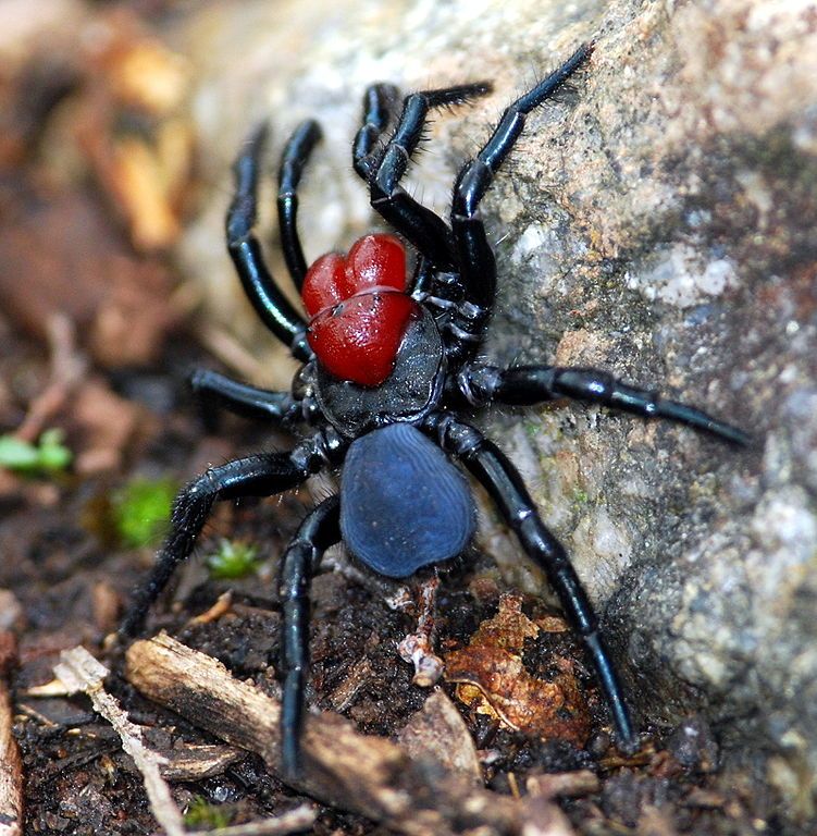 The 20 Most Freaky Spiders Ever! Quotes   