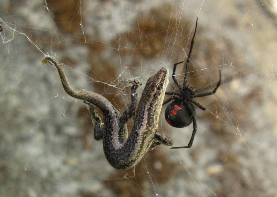 The 20 Most Freaky Spiders Ever! Quotes   