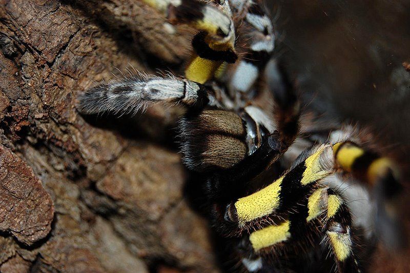 The 20 Most Freaky Spiders Ever! Quotes   