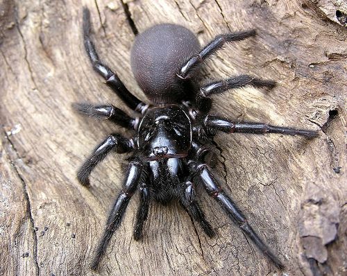 The 20 Most Freaky Spiders Ever! Quotes   