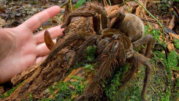 The 20 Most Freaky Spiders Ever! Quotes   