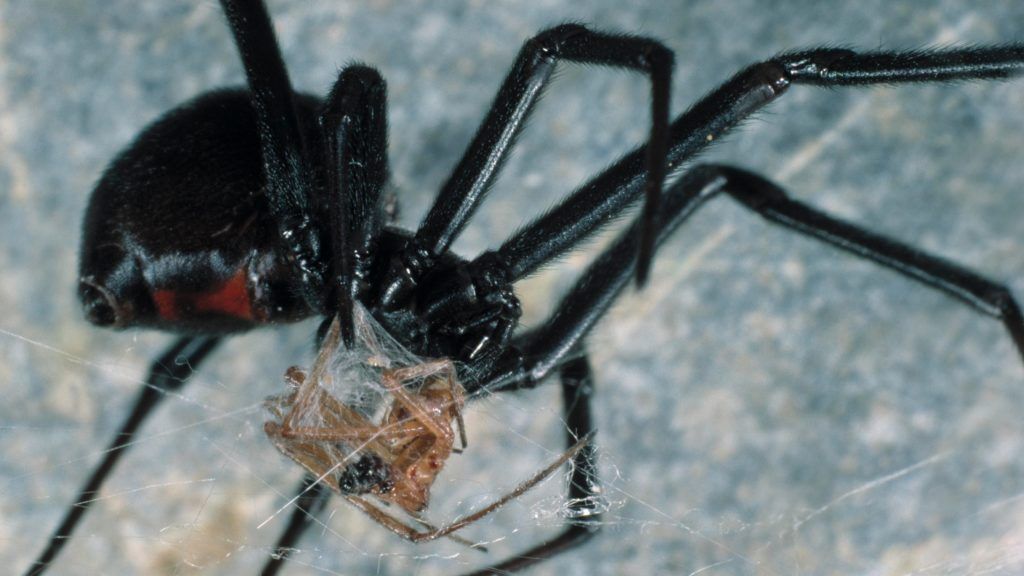 The 20 Most Freaky Spiders Ever! Quotes   