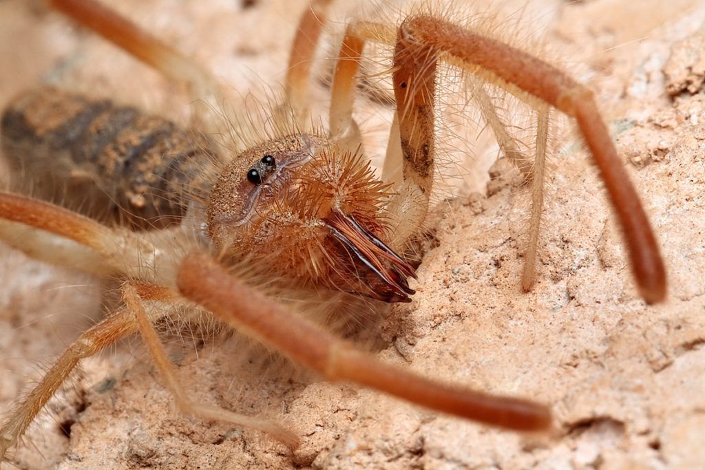 The 20 Most Freaky Spiders Ever! Quotes   