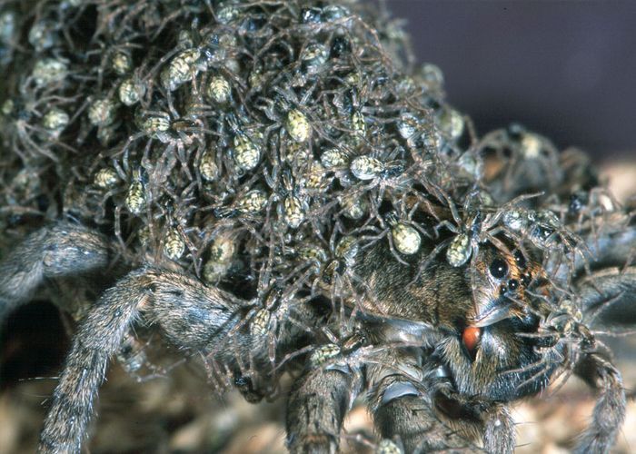 The 20 Most Freaky Spiders Ever! Quotes   