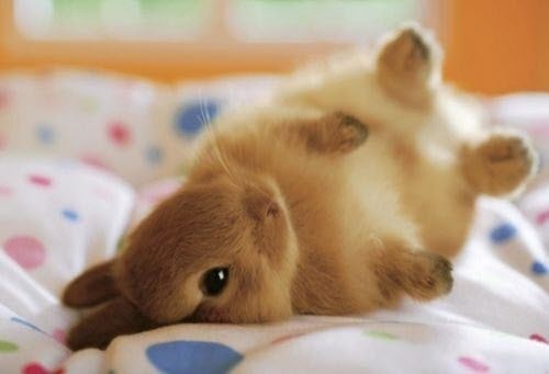 The Cutest Baby Animals Ever! 11h32 Quotes   