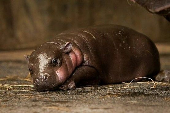 The Cutest Baby Animals Ever! 11h32 Quotes   