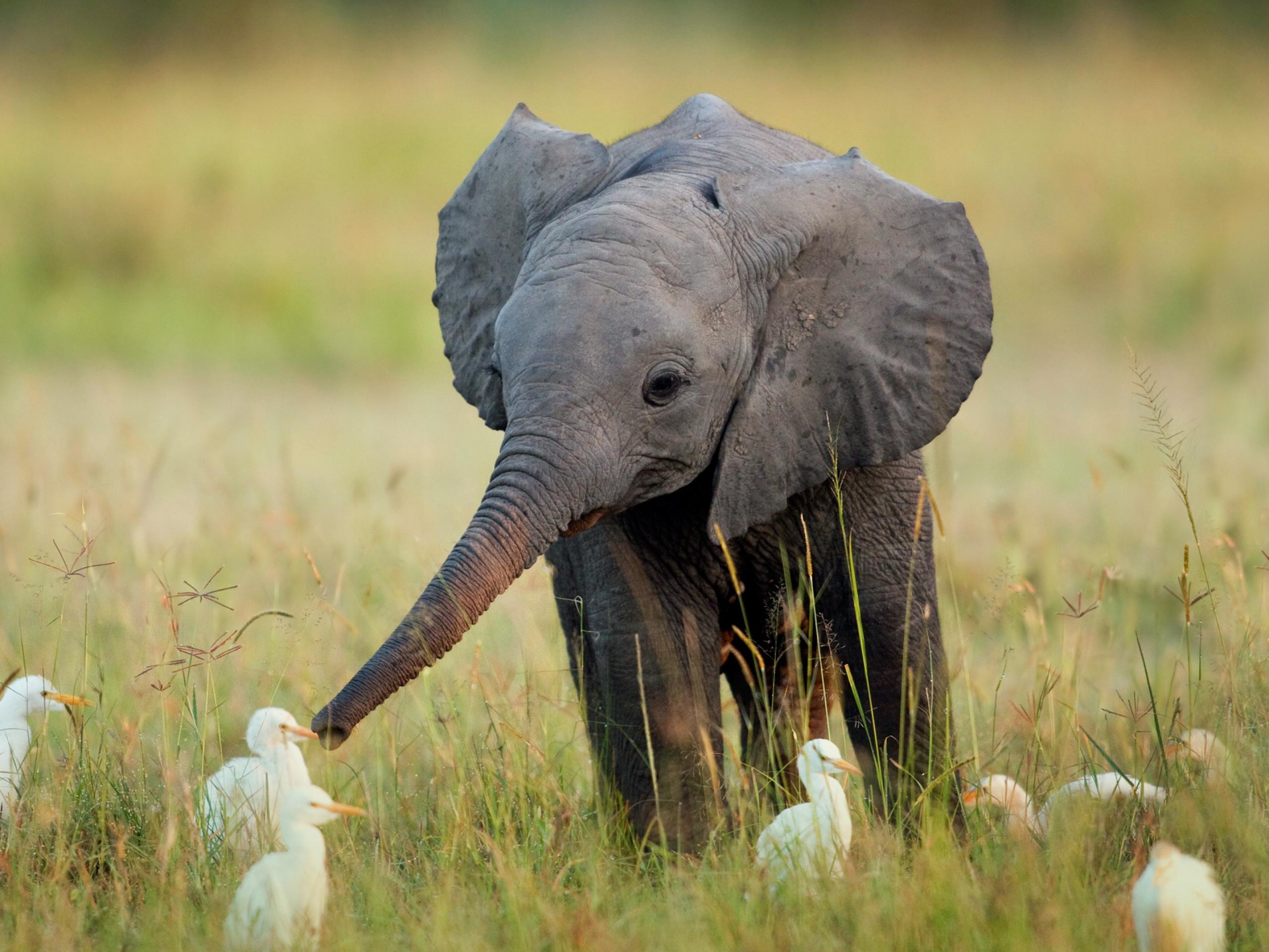 The Cutest Baby Animals Ever! 11h32 Quotes   