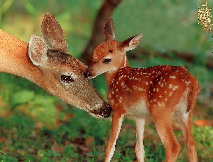 The Cutest Baby Animals Ever! 11h32 Quotes   