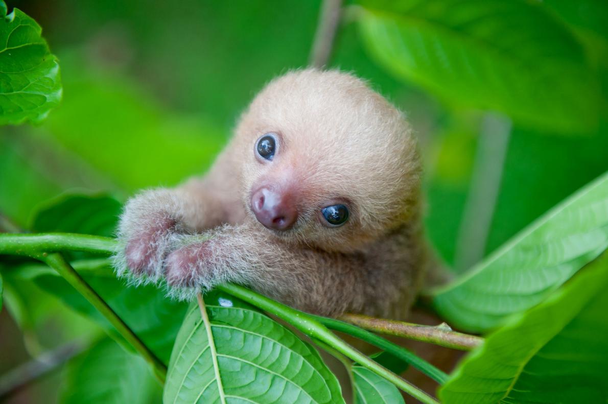 The Cutest Baby Animals Ever! 11h32 Quotes   