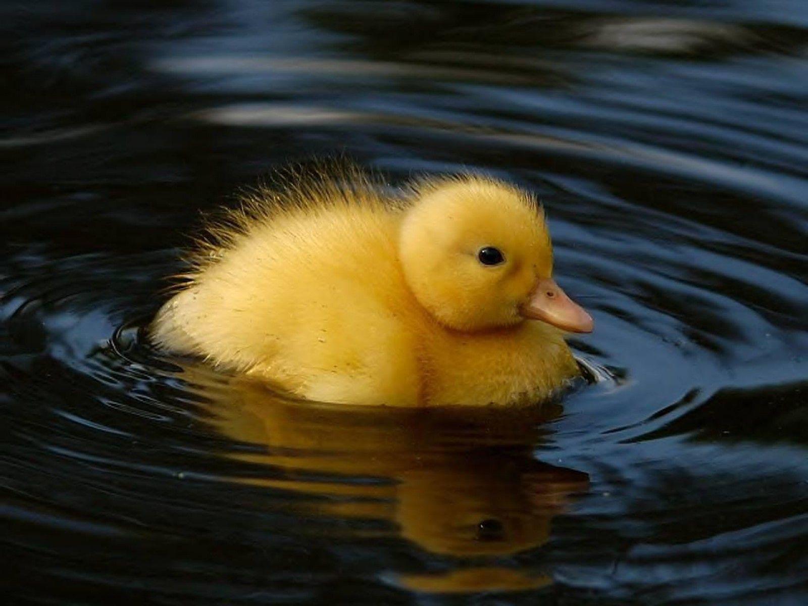 The Cutest Baby Animals Ever! 11h32 Quotes   