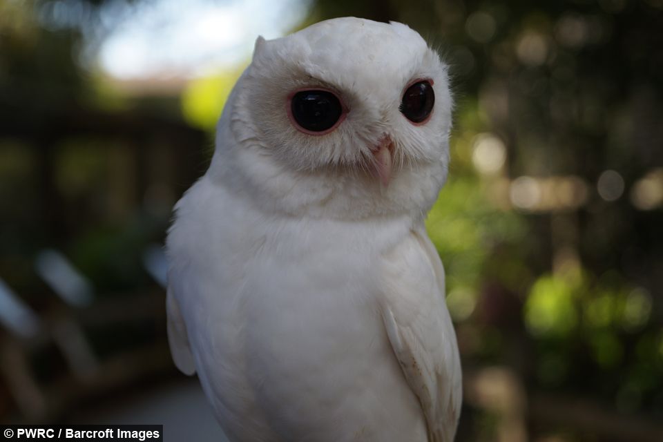 30 Albino Animals That Have a Rare and Striking Beauty Quotes   