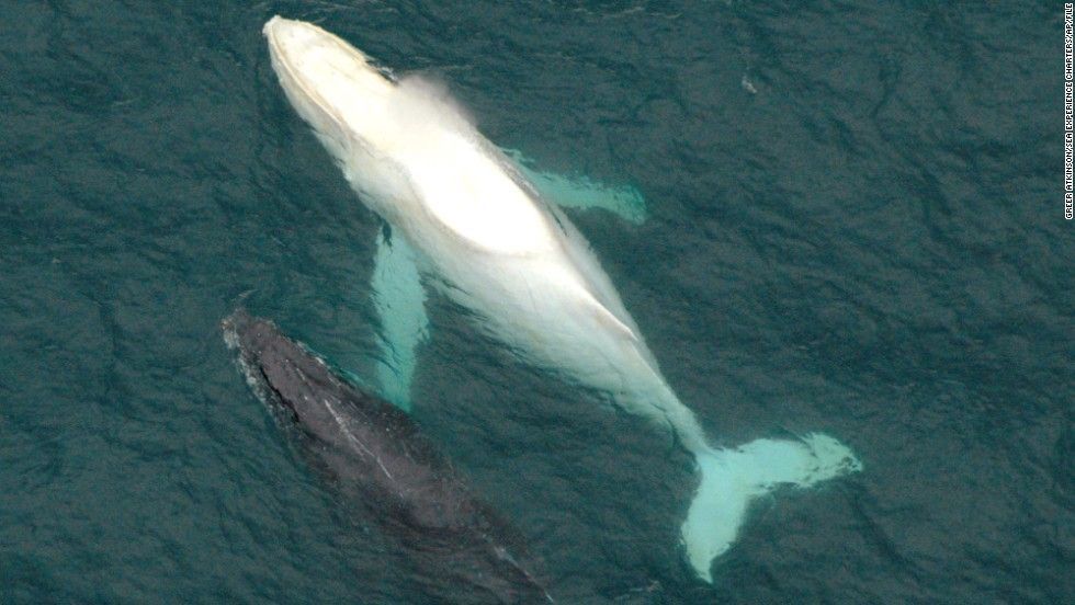 30 Albino Animals That Have a Rare and Striking Beauty Quotes   