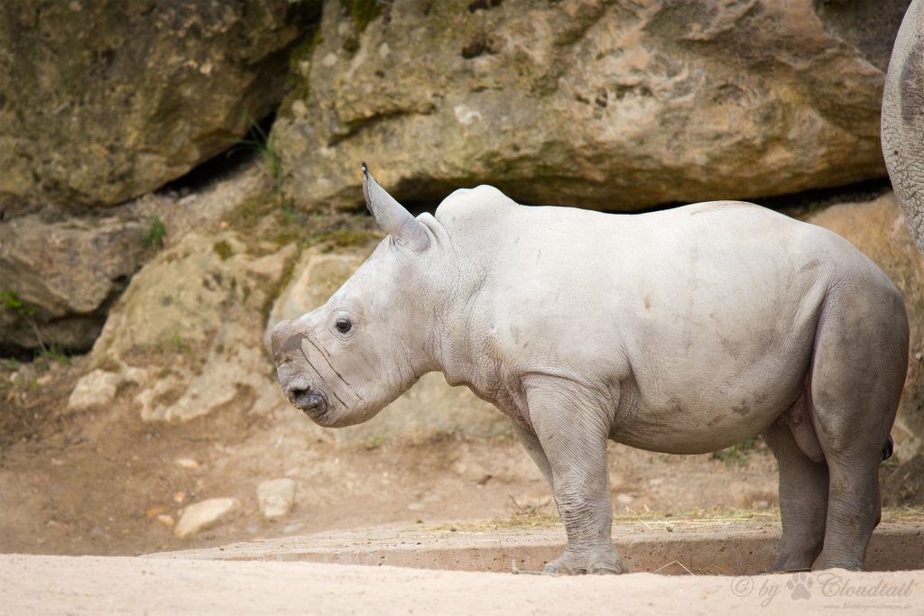 30 Albino Animals That Have a Rare and Striking Beauty Quotes   