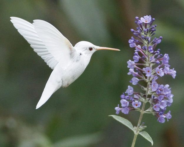 30 Albino Animals That Have a Rare and Striking Beauty Quotes   