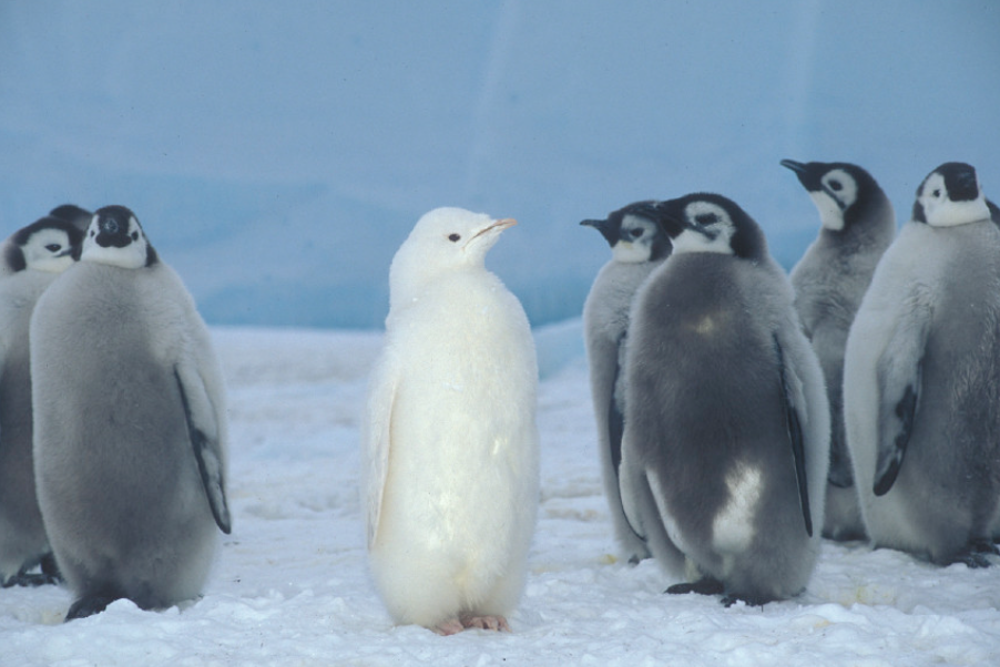 30 Albino Animals That Have a Rare and Striking Beauty Quotes   