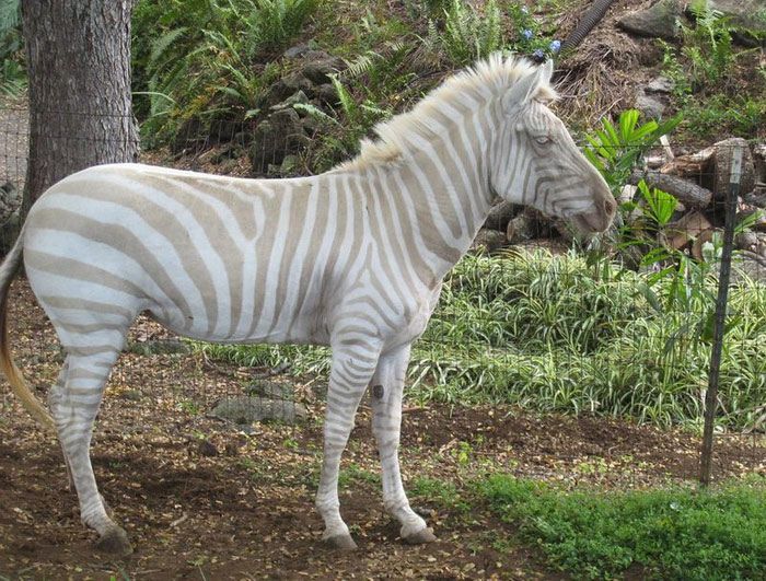 30 Albino Animals That Have a Rare and Striking Beauty Quotes   