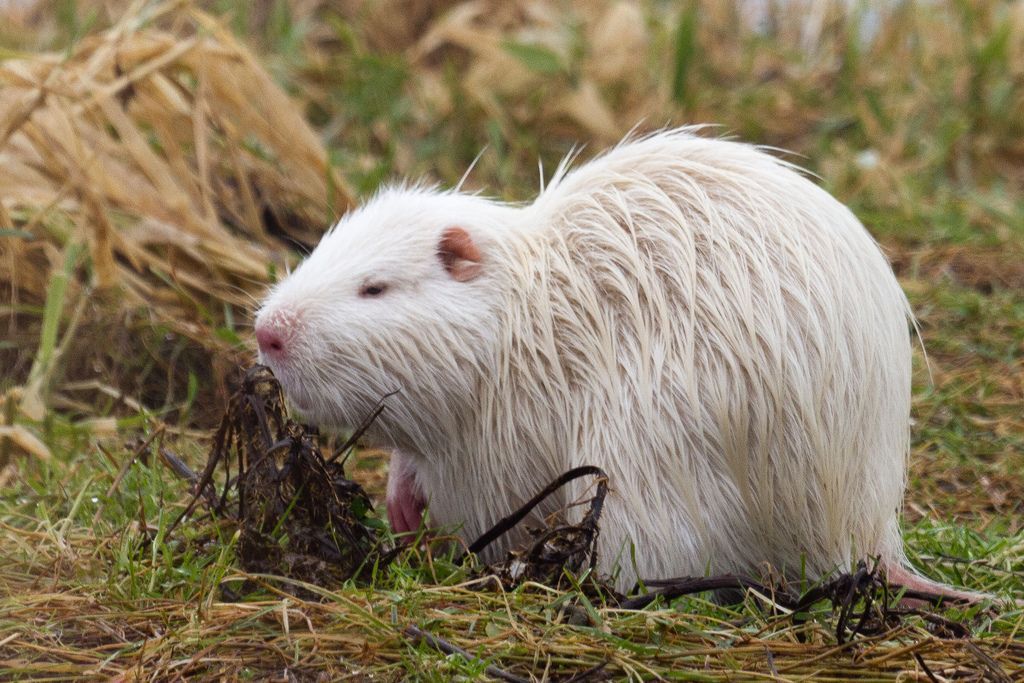 30 Albino Animals That Have a Rare and Striking Beauty Quotes   