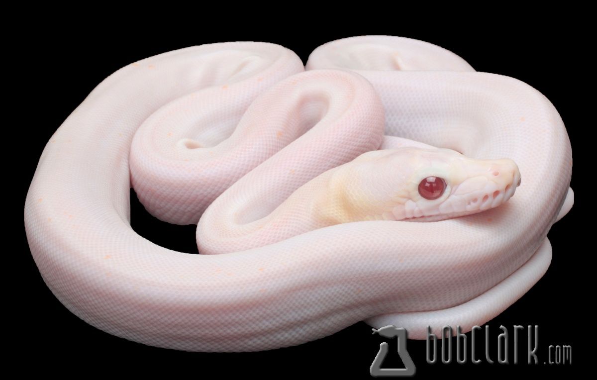 30 Albino Animals That Have a Rare and Striking Beauty Quotes   