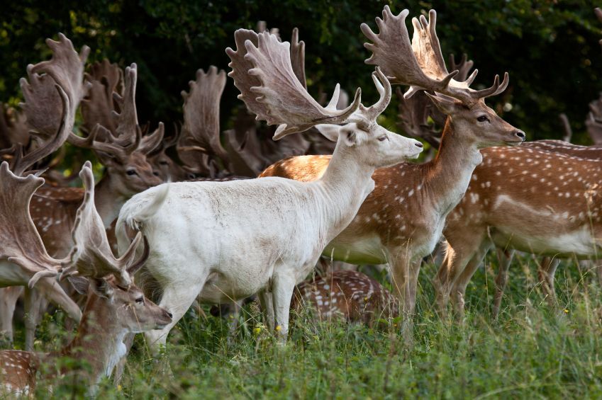 30 Albino Animals That Have a Rare and Striking Beauty Quotes   