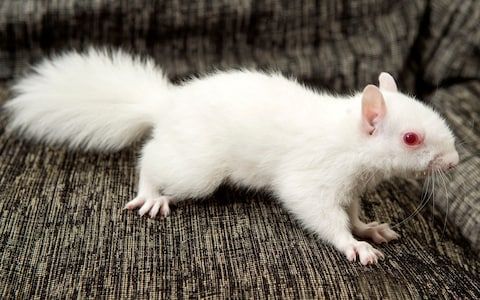 30 Albino Animals That Have a Rare and Striking Beauty Quotes   