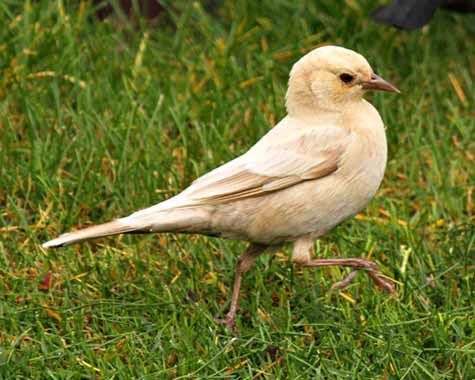 30 Albino Animals That Have a Rare and Striking Beauty Quotes   