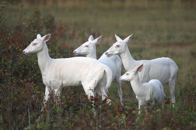 30 Albino Animals That Have a Rare and Striking Beauty Quotes   