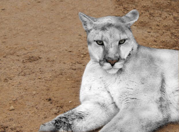 30 Albino Animals That Have a Rare and Striking Beauty Quotes   