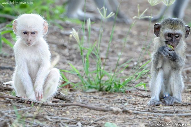 30 Albino Animals That Have a Rare and Striking Beauty Quotes   