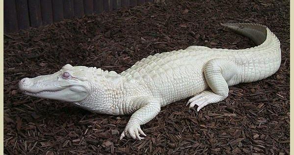 30 Albino Animals That Have a Rare and Striking Beauty Quotes   