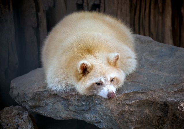 30 Albino Animals That Have a Rare and Striking Beauty Quotes   