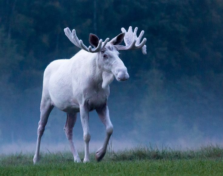 30 Albino Animals That Have a Rare and Striking Beauty Quotes   