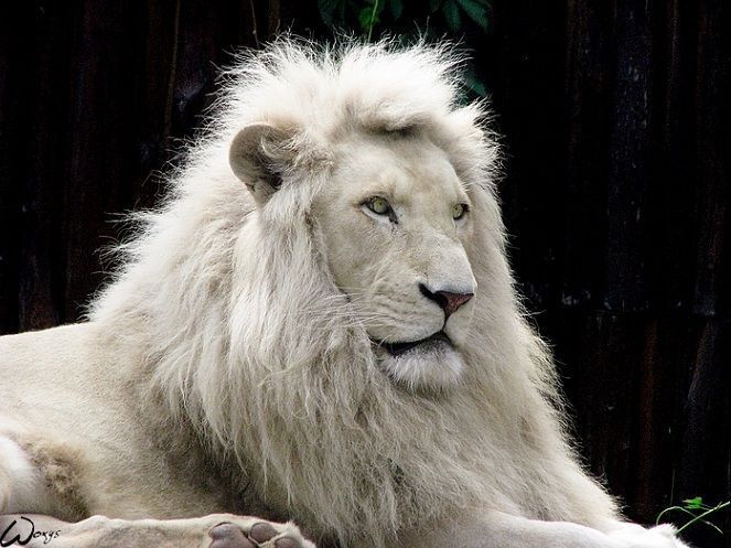 30 Albino Animals That Have a Rare and Striking Beauty Quotes   