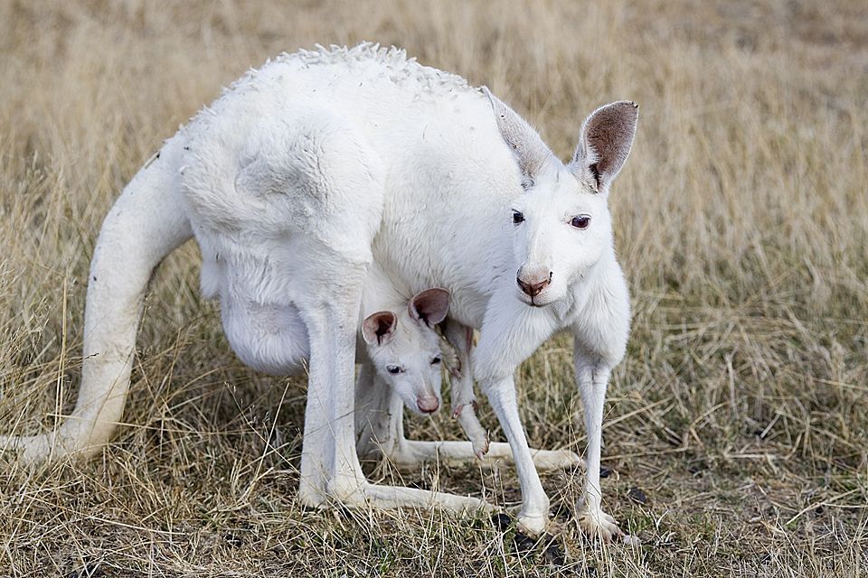 30 Albino Animals That Have a Rare and Striking Beauty Quotes   