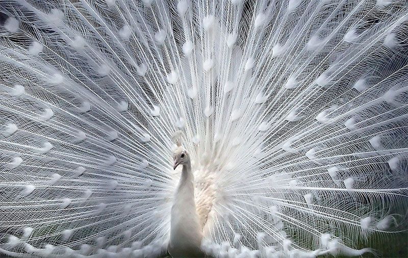 30 Albino Animals That Have a Rare and Striking Beauty Quotes   