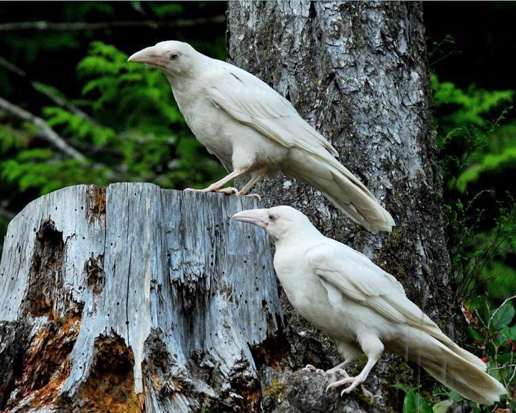 30 Albino Animals That Have a Rare and Striking Beauty Quotes   