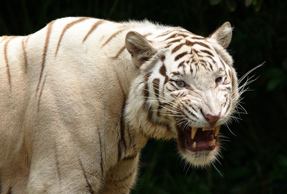 30 Albino Animals That Have a Rare and Striking Beauty Quotes   