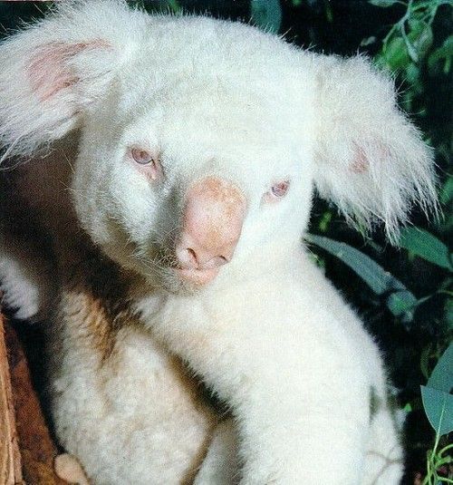 30 Albino Animals That Have a Rare and Striking Beauty Quotes   