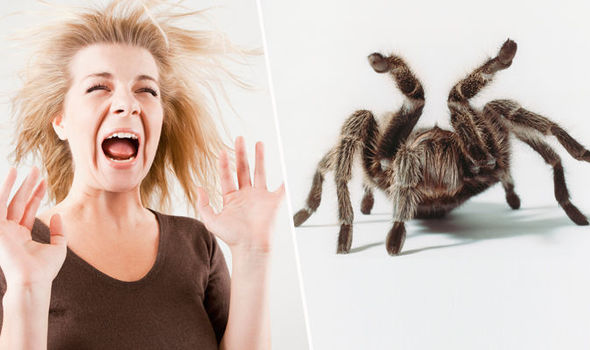 11 ways to kill a spider, these little creature that nobody likes Quotes   